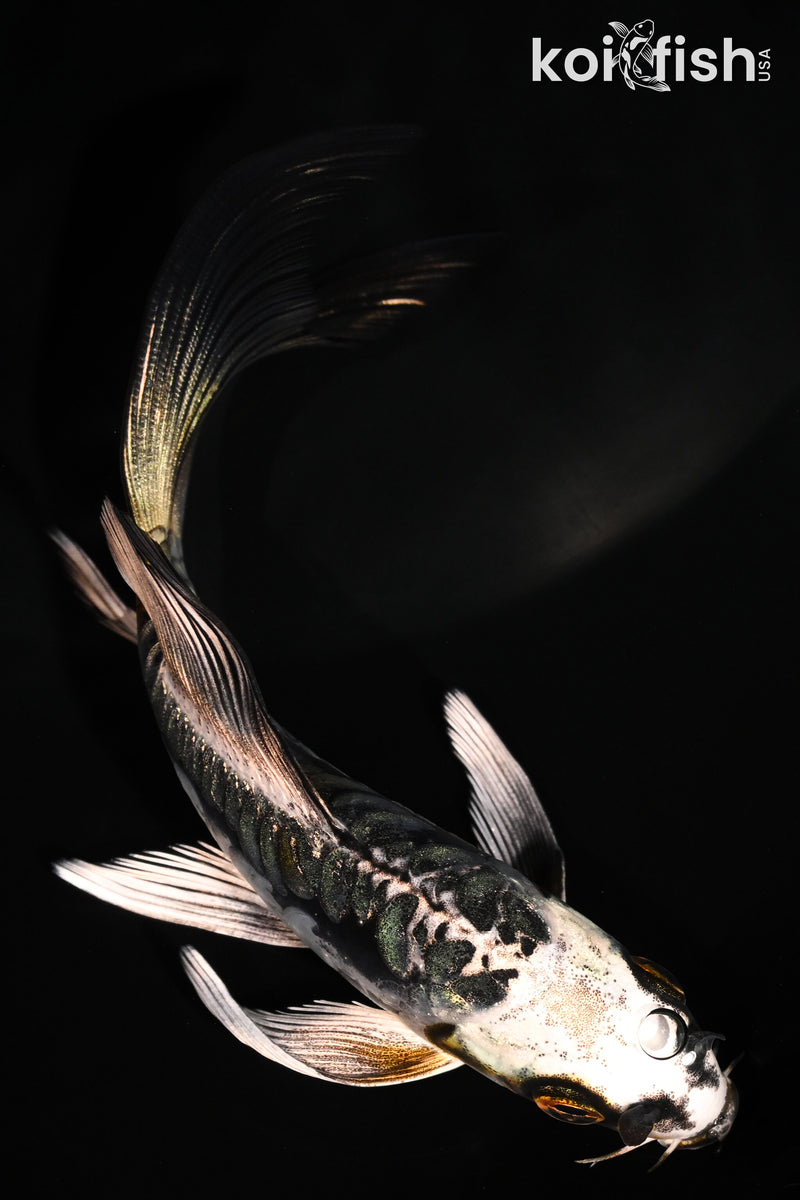 5.25' ARAGOKE BENI KIKOKURYU BUTTERFLY