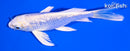 5.5" GINRIN PLAINUM OGON BUTTERFLY