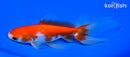 6.25" WATONAI GOLDFISH