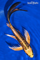 9.75" KIN KIKOKURYU BUTTERFLY