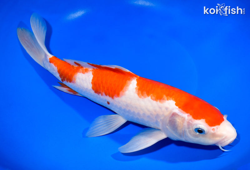 11.75" KOHAKU