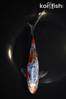 7.75" SHUBUNKIN GOLDFISH