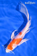 7" HARIWAKE BUTTERFLY