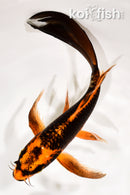 8" ORENJI MATSUBA BUTTERFLY