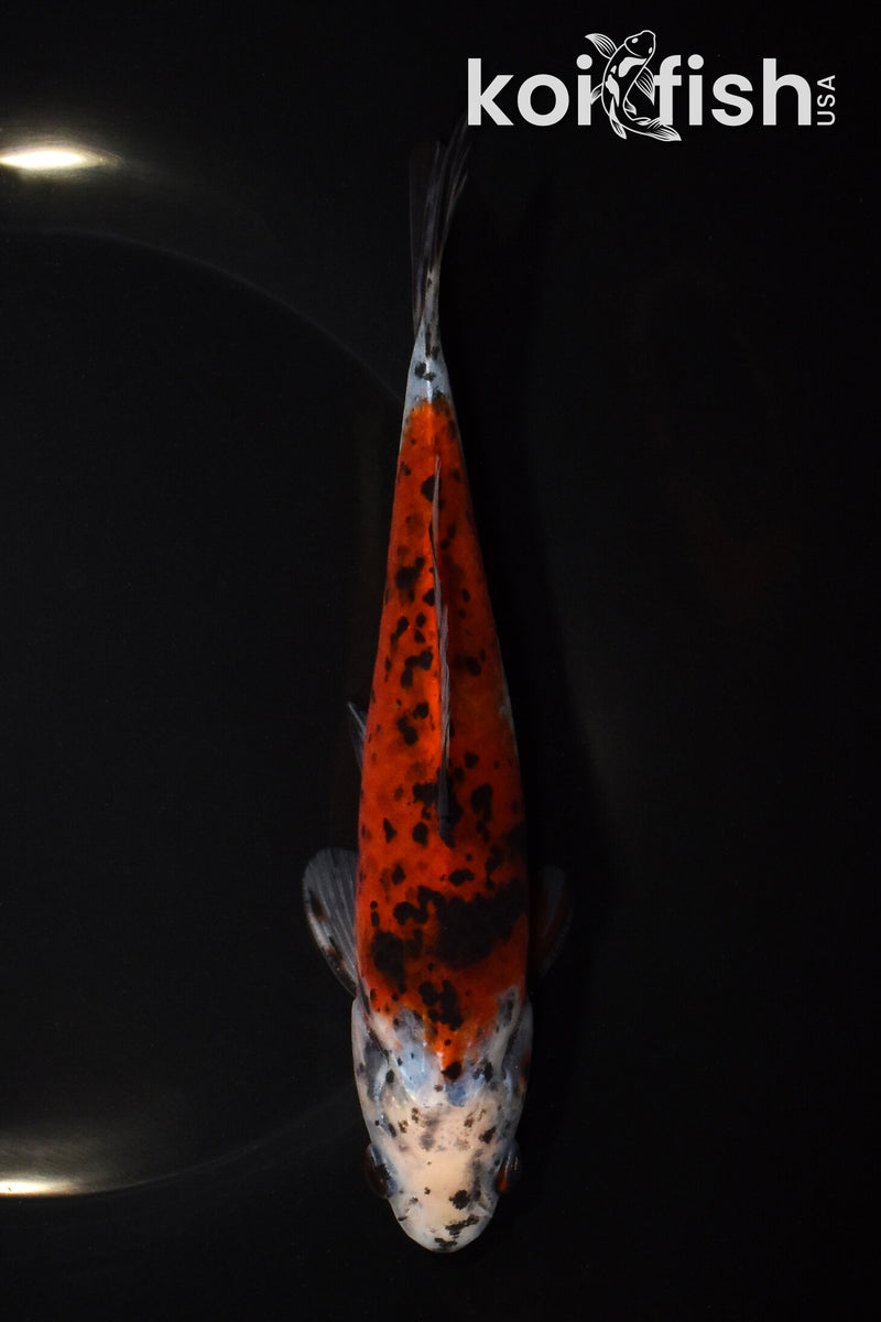 7.25" SHUBUNKIN GOLDFISH