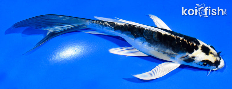 6" KIN KIKOKURYU BUTTERFLY