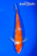 7.25" GINRIN KOHAKU
