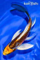 5.5" ARAGOKE BENI KIKOKURYU BUTTERFLY