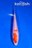 4.5" KOHAKU