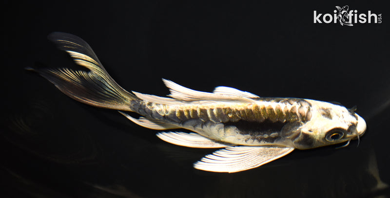 6.5" KIN KIKOKURYU BUTTERFLY