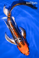 10.25" BENI KIKOKURYU BUTTERFLY