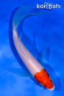 6" HOODED KOHAKU BUTTERFLY