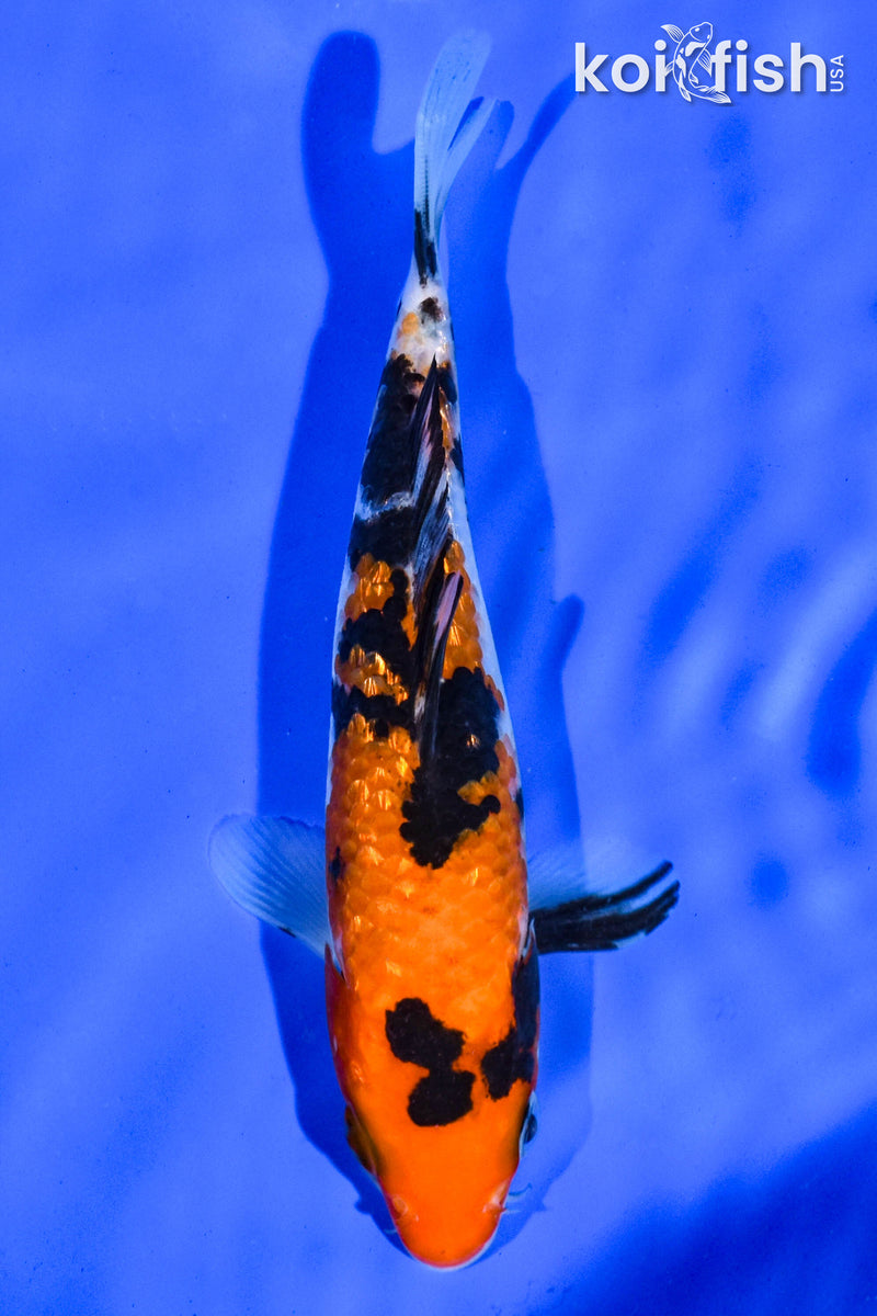 6" GINRIN SANKE