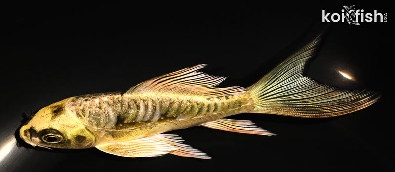 5" ARAGOKE KIN KIKOKURYU BUTTERFLY