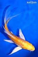 5.75" DOITSU LEMON HARIWAKE BUTTERFLY