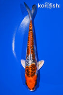 6.5" BENI KIKOKURYU