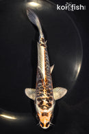 6" ARAGOKE BENI KIKOKURYU