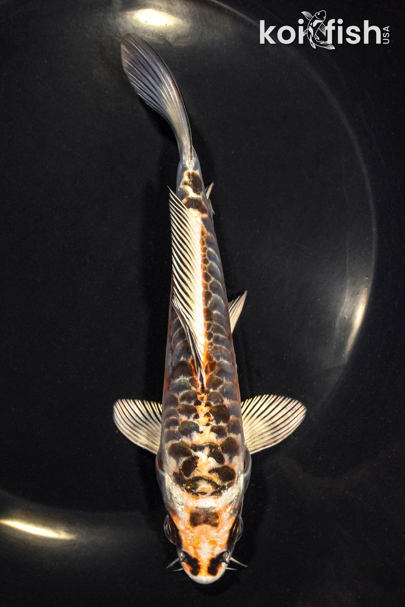 6" ARAGOKE BENI KIKOKURYU