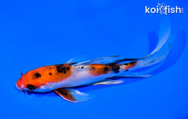 6.75" YAMATO NISHIKI BUTTERFLY