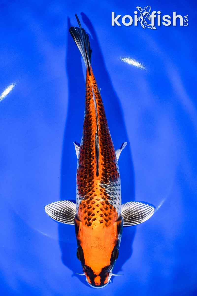 8.75" BENI GINGA