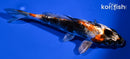 5.25" KIN SHOWA