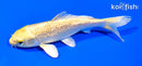 5.5" GINRIN YAMABUKI OGON