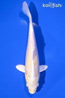 6.25" LEMON HARIWAKE