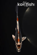 5.25" MARUTEN BENI GINGA