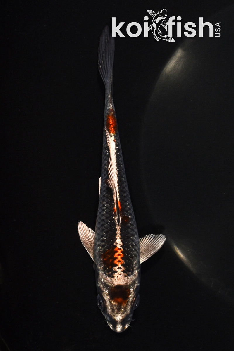 5.25" MARUTEN BENI GINGA