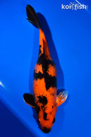 13.75" KIN HI UTSURI