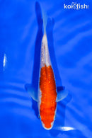 5" GINRIN KOHAKU