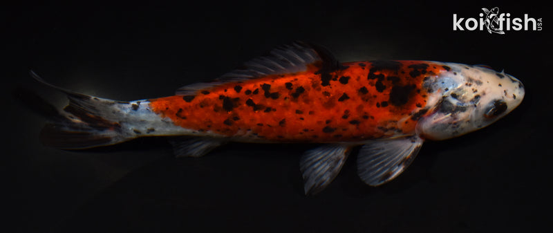 7.25" SHUBUNKIN GOLDFISH