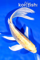 8" GINRIN YAMABUKI OGON BUTTERFLY