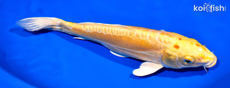 11.25" DOITSU YAMABUKI OGON