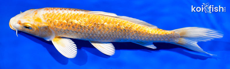 7.5" GINRIN YAMABUKI OGON