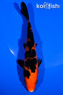 6.75" ORENJI BEKKO