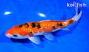 7.75" GINRIN AKA SANKE