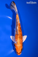 8" KUJAKU