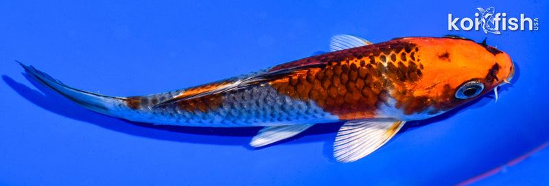 6" KUJAKU