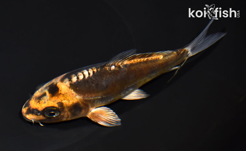 5.25" BENI KIKOKURYU