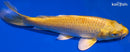 5.25" YAMABUKI OGON