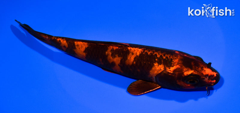 7.5" KIN HI UTSURI
