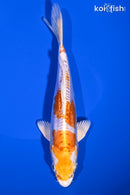 6.75" KIKUSUI