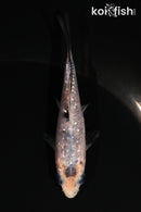 3.75" GINRIN MATSUKAWABAKE