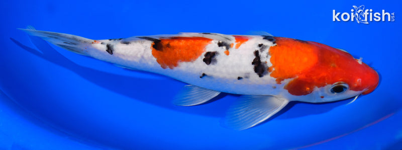 8.25" SANKE