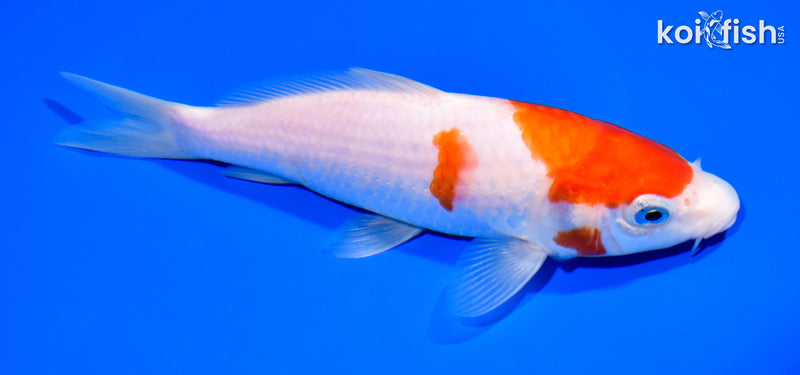 7.5" KOHAKU