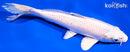 7.25" PLATINUM OGON