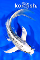 7.25" GIN MATSUBA BUTTERFLY