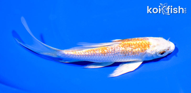 5.25" GINRIN HARIWAKE BUTTERFLY