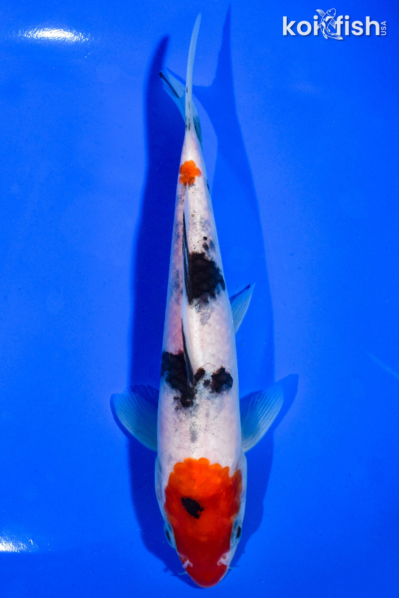 6.5" MARUTEN SANKE